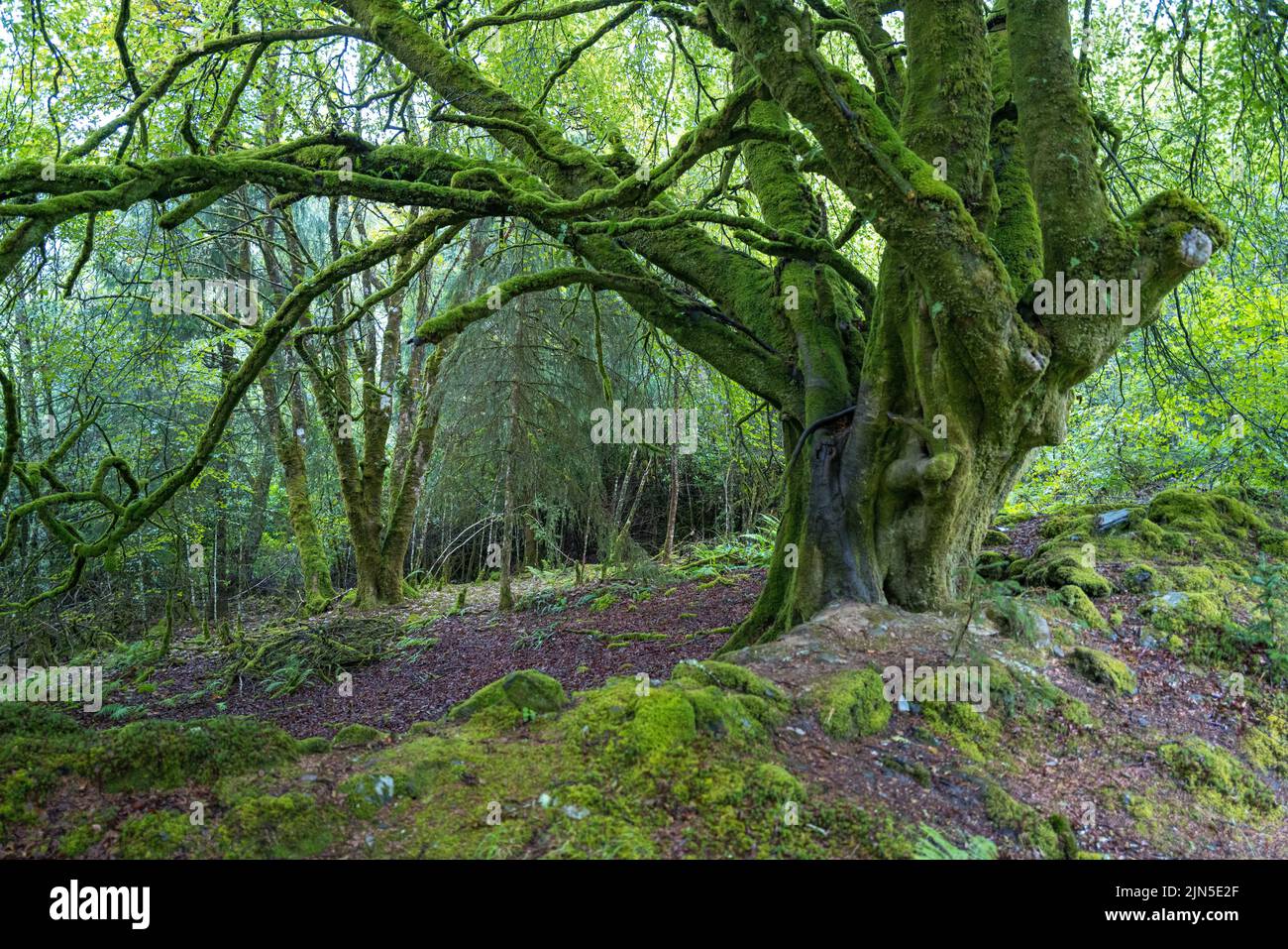 Der große alte knarriger Baumstamm im dunkelgrünen und grünen Mooswald Stockfoto