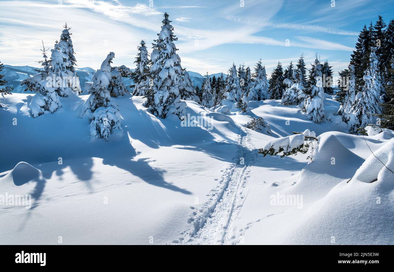 Ein Fichtenwald, der von einer dicken Schneeschicht bedeckt ist, mit menschlichen und tierischen Spuren an der Oberfläche Stockfoto