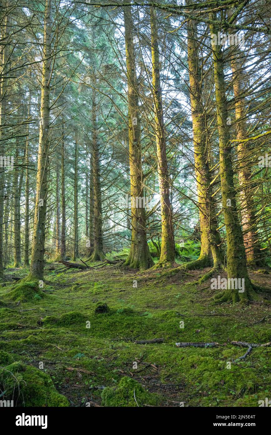 Waldlandschaft mit hohen Pinien im moosig grünen und grünen Wald Stockfoto