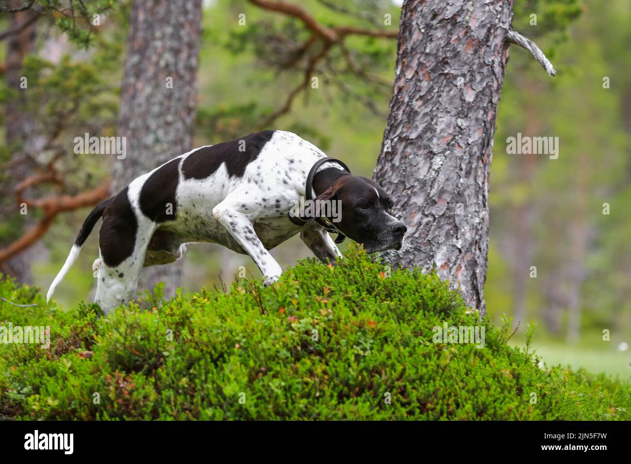 Hund englisch Zeiger läuft im Wald Stockfoto