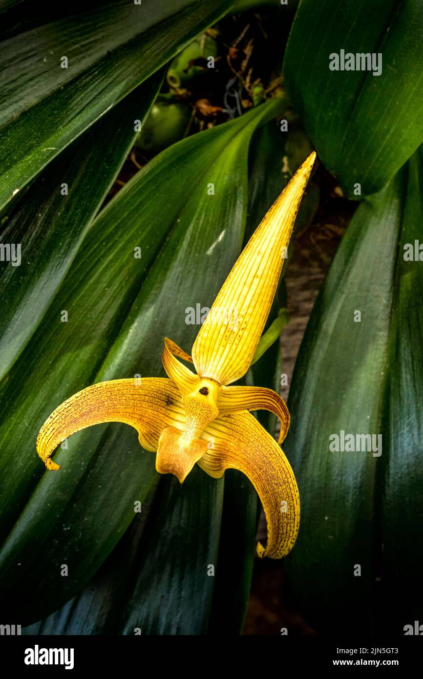 Bulbophyllum lobbii Orchidee Stockfoto