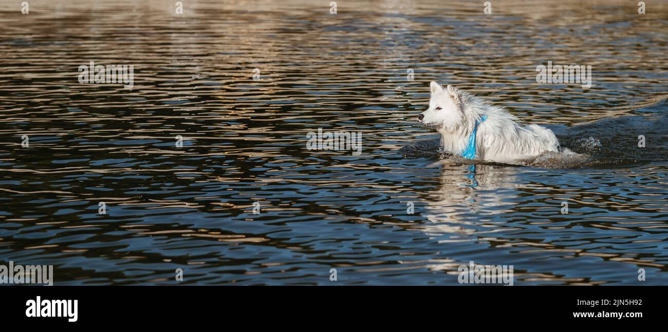 Schneeweiße Hunderasse Japanischer Spitz Schwimmen im Wasser des Sees Stockfoto