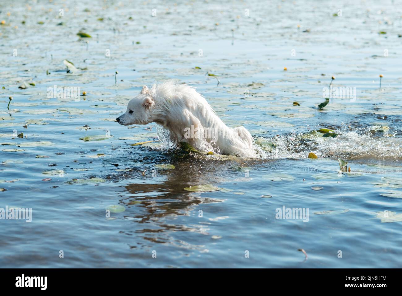 Snow-White Dog Breed Japanischer Spitz Jumping in the Lake Among Water Flower Stockfoto