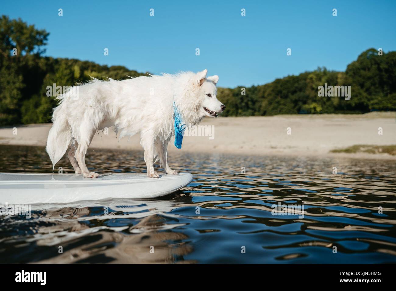 Wet Snow-White Dog Breed Japanischer Spitz steht auf dem Sup Board auf dem See Stockfoto