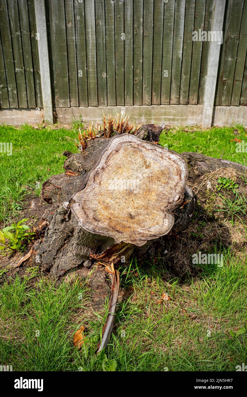 Baumstamm geschnitten Stockfoto