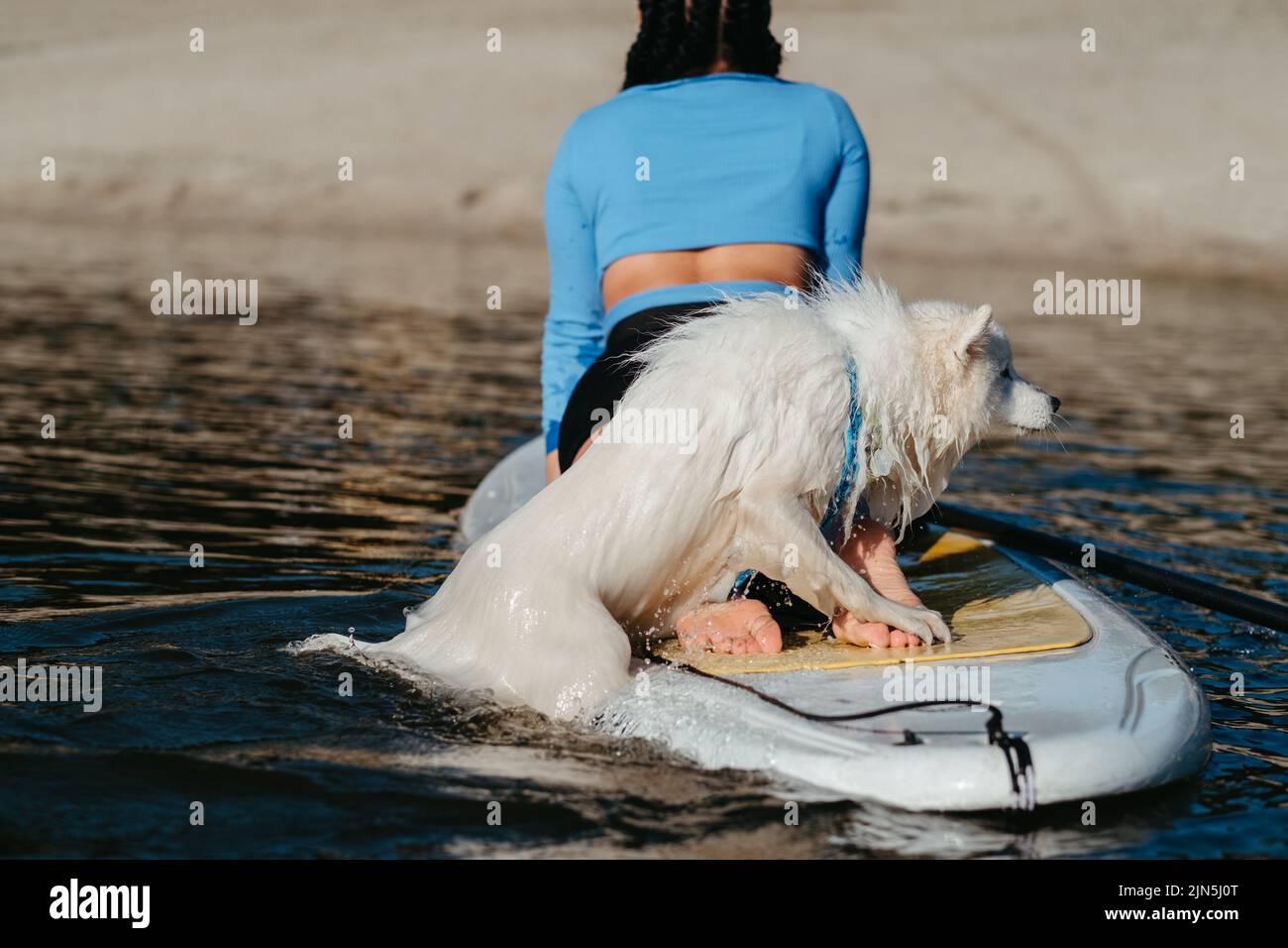 Schneeweiße Hunderasse japanischer Spitz Schwimmen im See Wasser und versuchen, auf dem Sup Board mit Human On IT zu bekommen Stockfoto