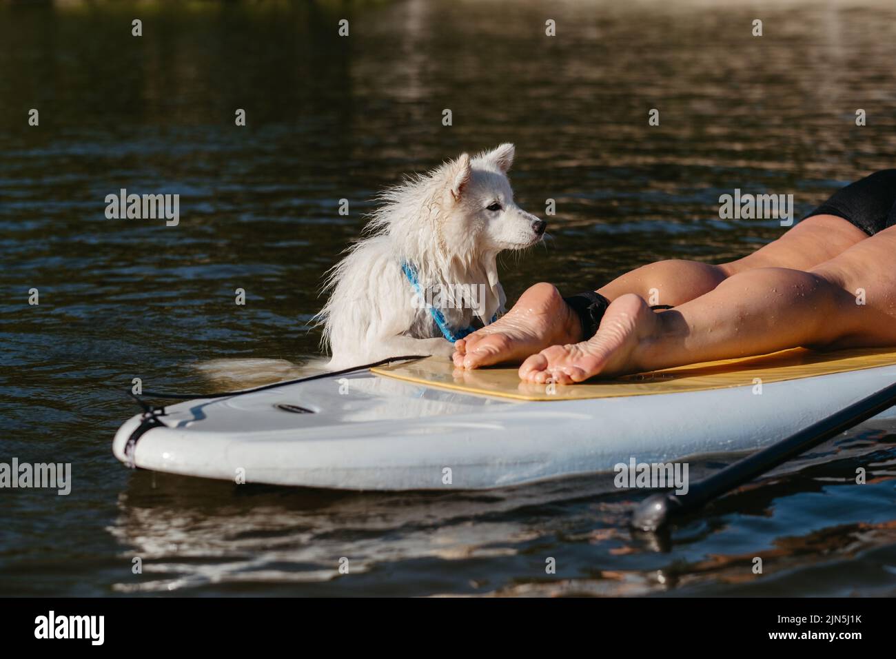 Schneeweiße Hunderasse japanischer Spitz Schwimmen im See Wasser und versuchen, auf dem Sup Board mit Human On IT zu bekommen Stockfoto