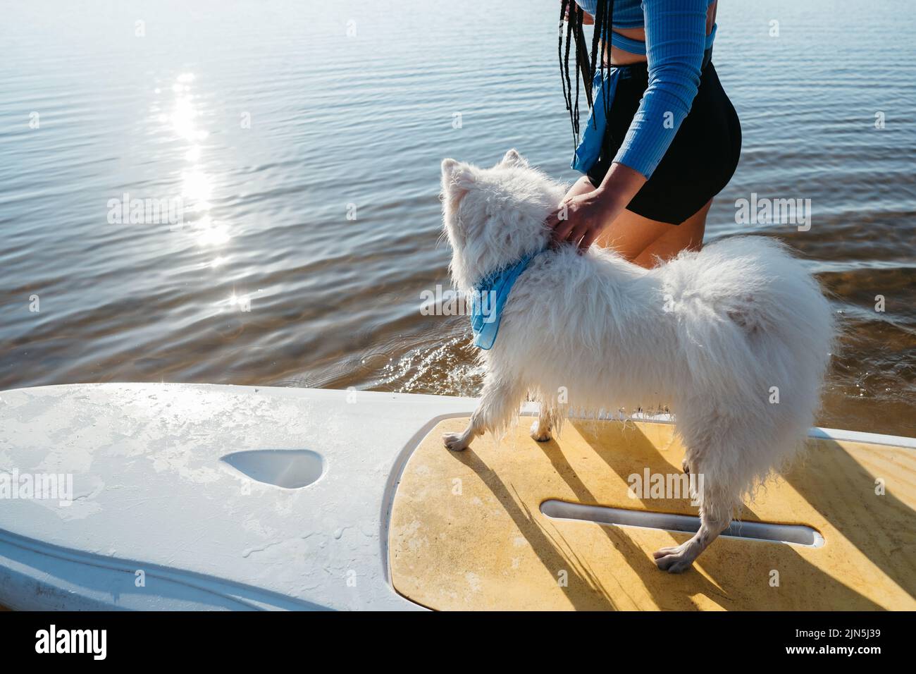 Schneeweiße Hunderasse Japanischer Spitz auf dem Sup Board stehend, Frau bereitet sich mit ihrem Haustier auf das Paddleboarding vor Stockfoto