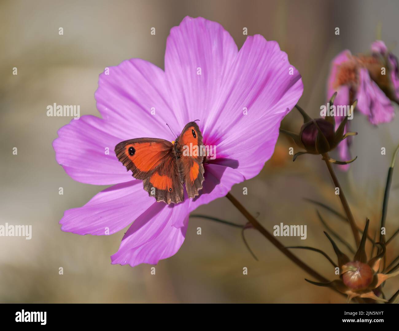 Orange Schmetterling auf rosa Blume Stockfoto