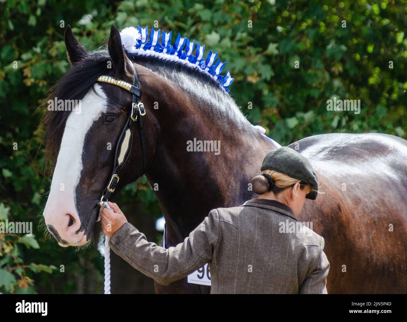 Shire Horse bei einer Pferdeshow Stockfoto