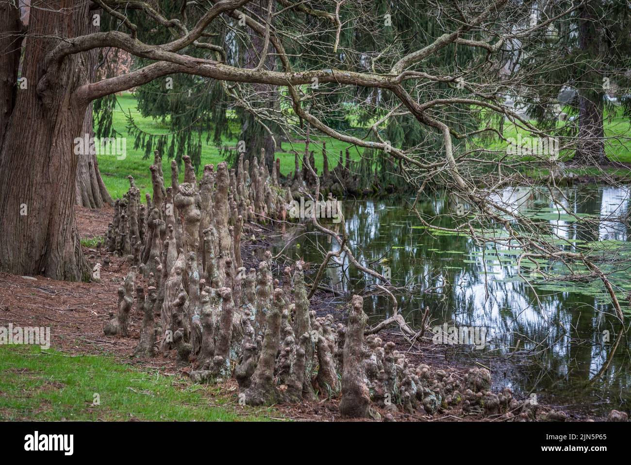 Bald Cypress Tree Knees - Spring Grove - Cincinnati Stockfoto