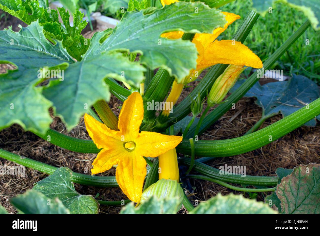 Grüner Zucchini wächst und blüht im Sommer auf dem Bauernhof Stockfoto