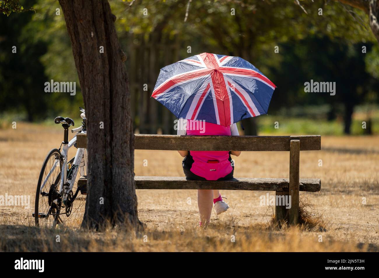 Richmond Park, London, Großbritannien. 9. August 2022. Radfahrerin macht im Richmond Park eine Pause, umgeben von ausgedörrtem Grasland. Die Temperaturen werden wieder steigen, mit einem Wärmestandalarm für England. Quelle: Malcolm Park/Alamy Live News Stockfoto