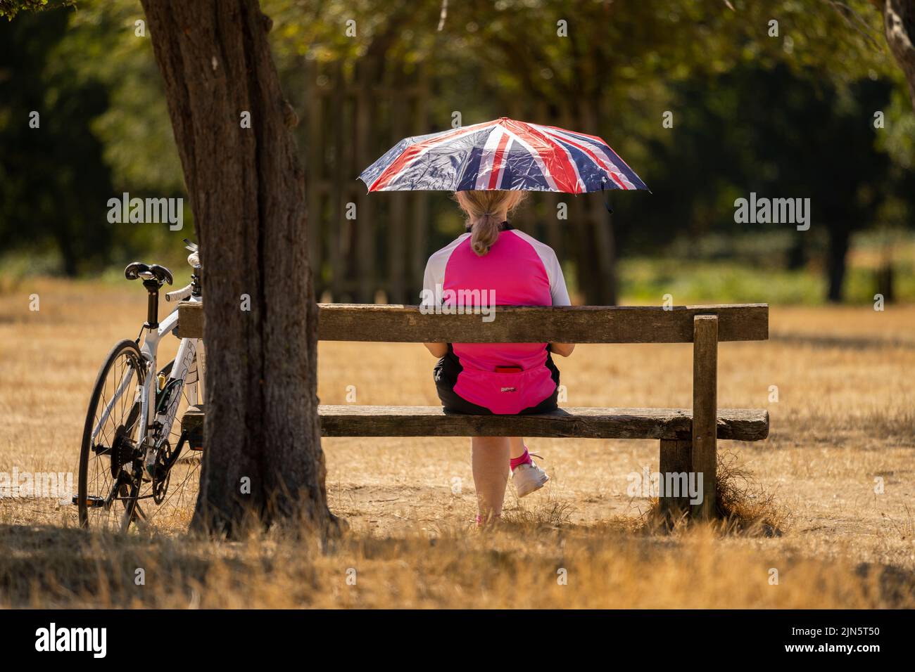 Richmond Park, London, Großbritannien. 9. August 2022. Radfahrerin macht im Richmond Park eine Pause, umgeben von ausgedörrtem Grasland. Die Temperaturen werden wieder steigen, mit einem Wärmestandalarm für England. Quelle: Malcolm Park/Alamy Live News Stockfoto
