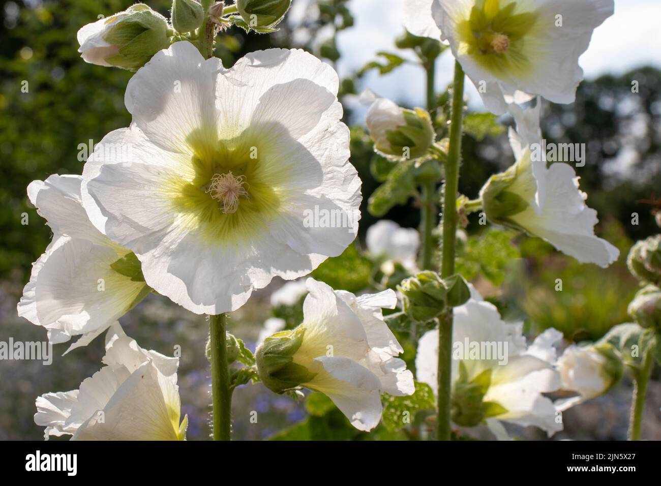 Weiße Malve blüht im Sommergarten. Nahaufnahme des weißen Hollyhocks gegen die Sonne. Stockfoto