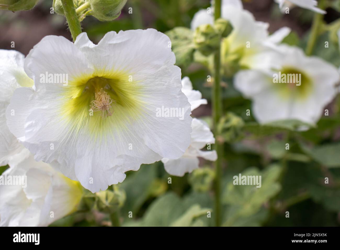 Weiße Malve blüht im Sommergarten. Nahaufnahme des weißen Hollyhocks gegen die Sonne. Stockfoto
