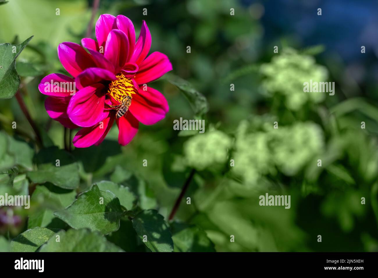 Eine Biene auf einer rosa Dahlie im Sommergarten. Eine Grußkarte. Natürlicher Hintergrund. Hintergrundbild. Platz für Text. Speicherplatz kopieren Stockfoto