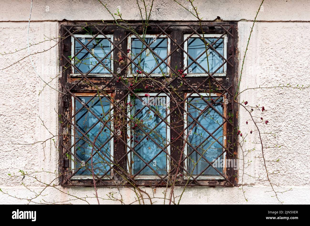 Altes Gitter an einem Fenster mit wilden Rosenzweigen Stockfoto