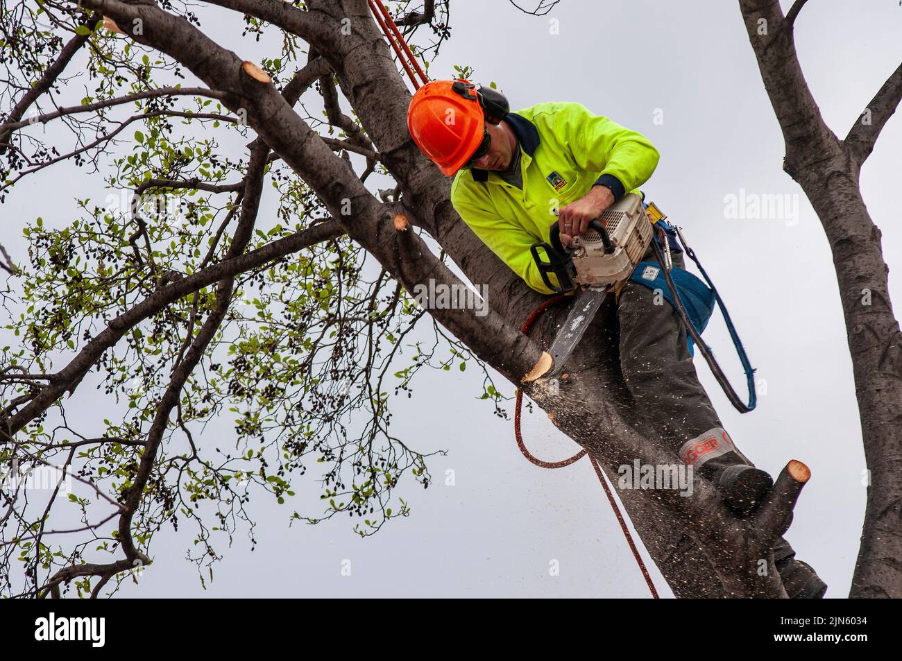 Ratsarbeiter, Baumpfarbeiter, der Straßenbäume mit Kettensäge abschneidet, in Hobart, Tasmanien Stockfoto