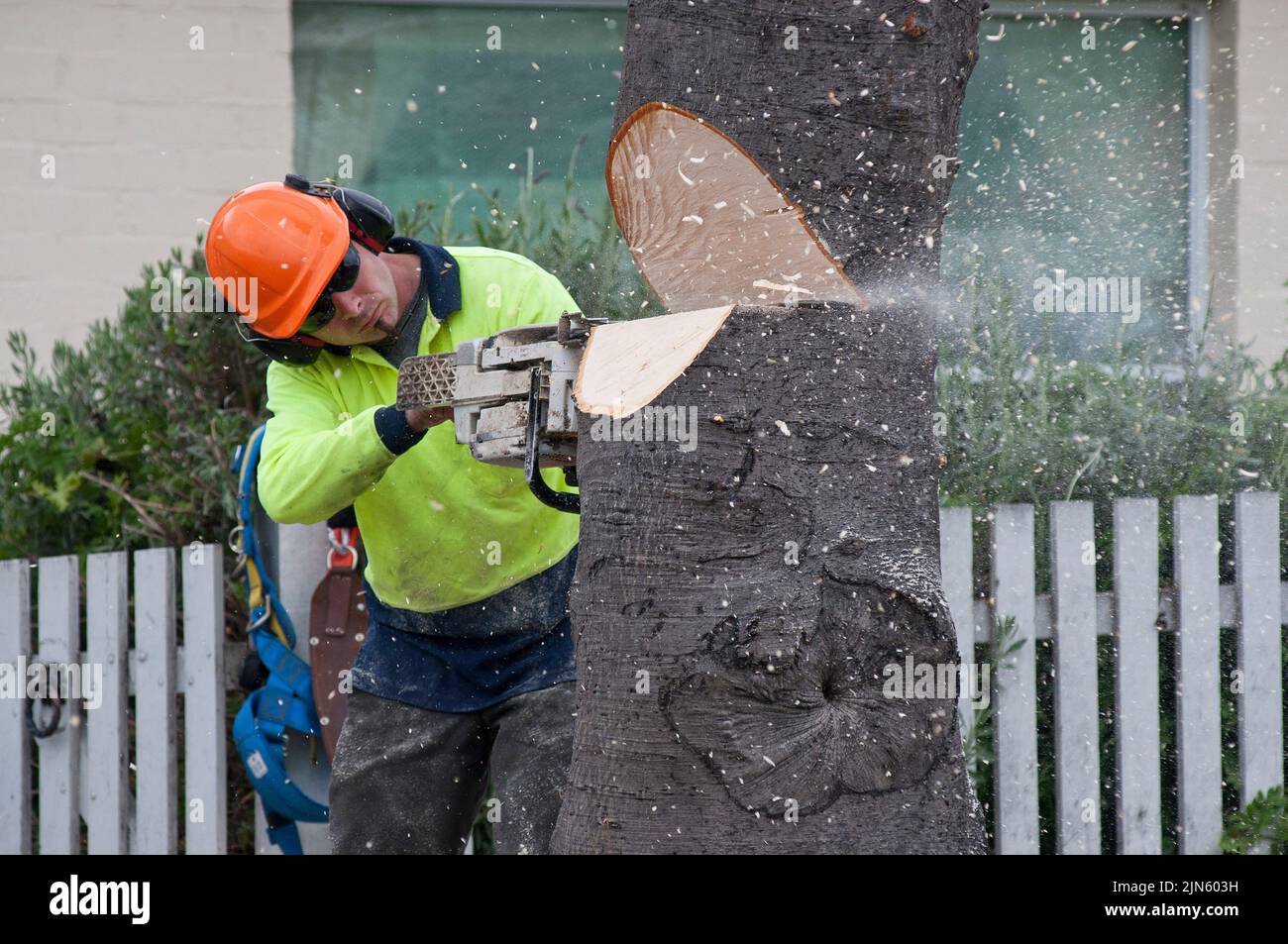 Ratsarbeiter, Baumpfarbeiter, der Straßenbäume mit Kettensäge abschneidet, in Hobart, Tasmanien Stockfoto