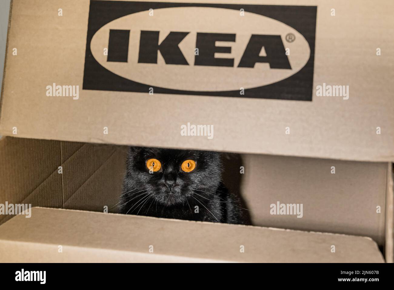Kazan, Russland. August 2022. Eine schwarze britische Katze sitzt in einer Kiste aus einem IKEA-Geschäft. IKEA-Logo auf Karton aufgedruckt. „Do IT Yourself“-Konzept. Umzug in ein neues Zuhause. Stockfoto