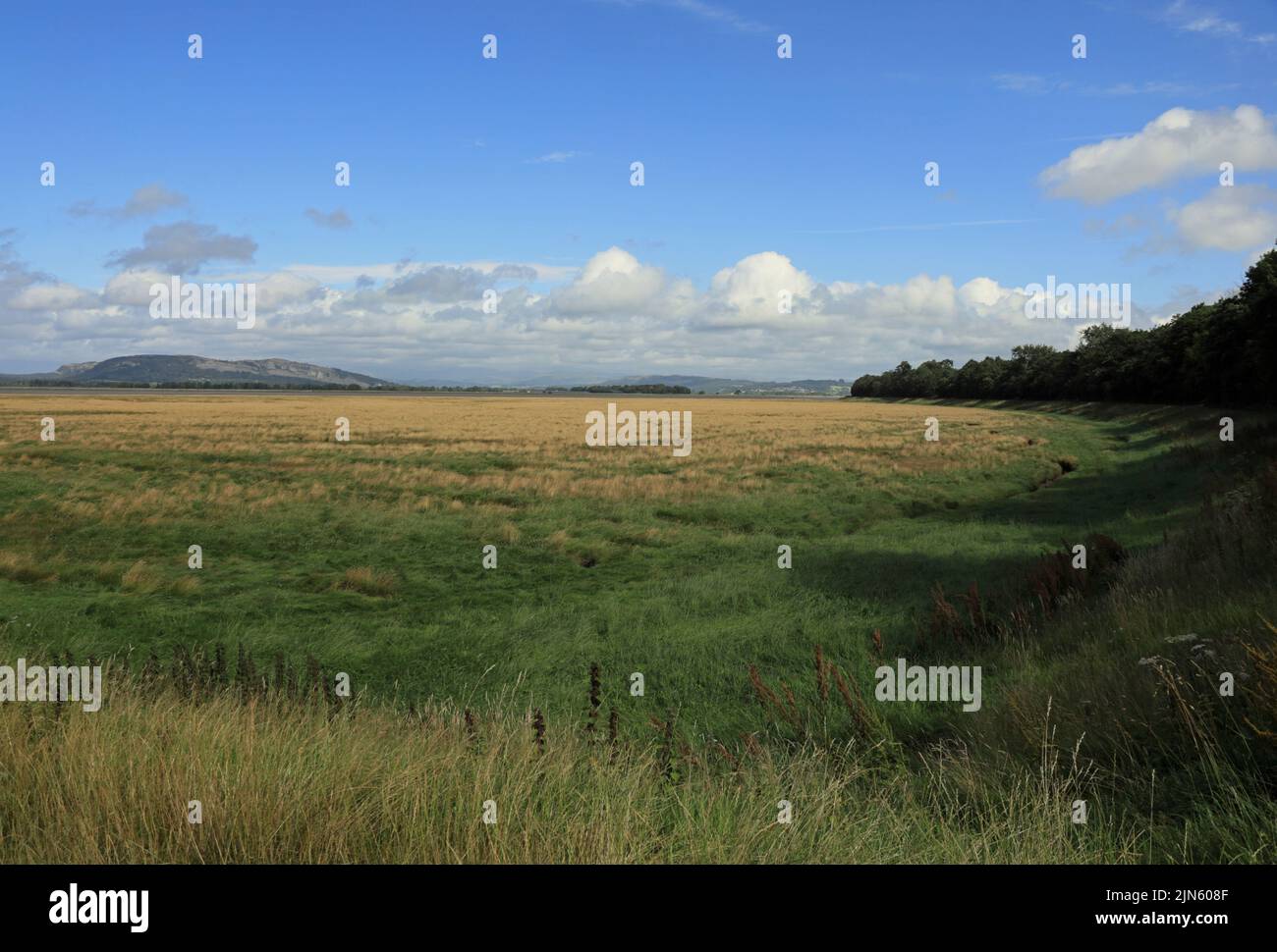 Salt Sumpf Blick in Richtung Milnthorpe Sands von der Nähe Carr Bank Arnside Cumbria England Stockfoto