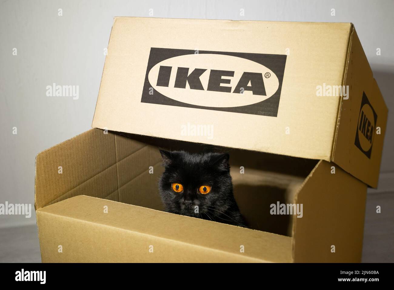 Kazan, Russland. August 2022. Eine schwarze britische Katze sitzt in einer Kiste aus einem IKEA-Geschäft. IKEA-Logo auf Karton aufgedruckt. „Do IT Yourself“-Konzept. Umzug in ein neues Zuhause. Stockfoto