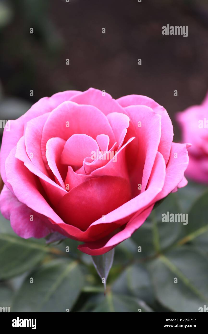 Ein genauerer Blick auf eine rosa Rose in einem lokalen Garten Stockfoto