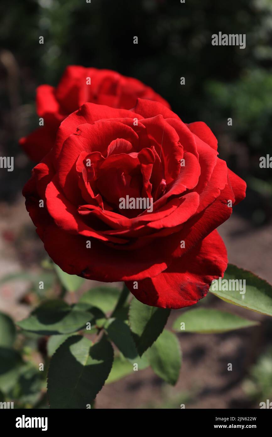 Rote Rose an einem sonnigen Tag festgehalten Stockfoto
