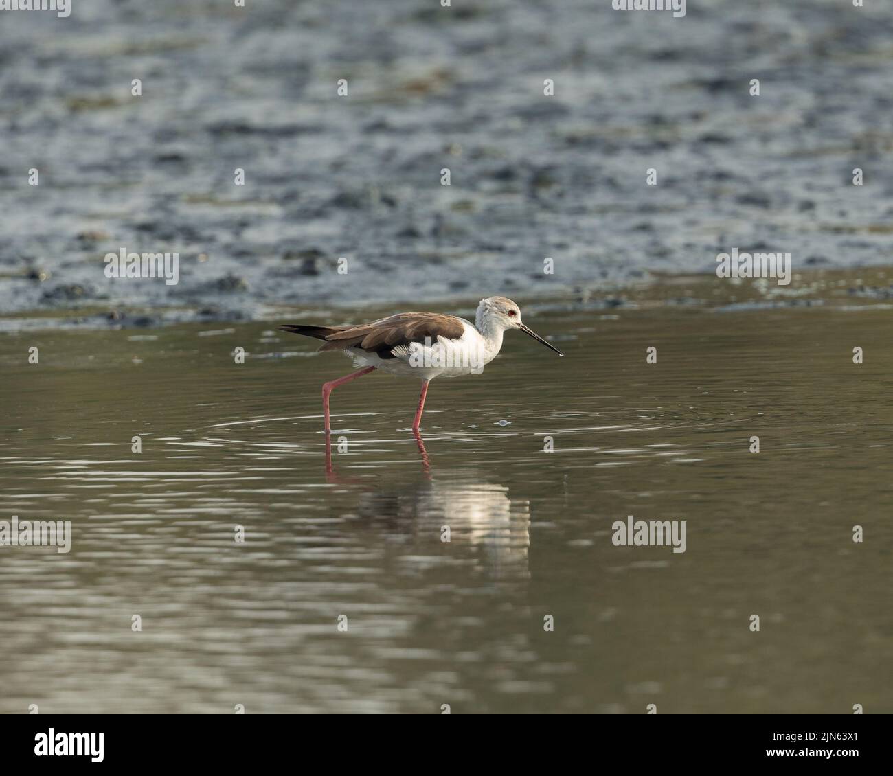 Schwarzer geflügelter Stelzenläufer (Himantopus Himantopus), Bahrain Stockfoto