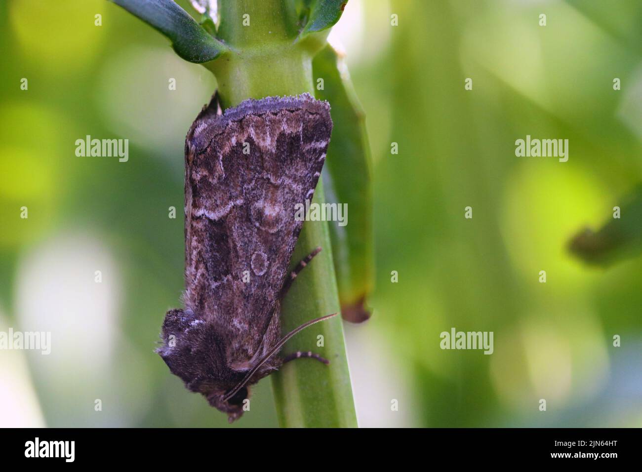 Motte der Familie der Noctuidae (Eulentfalter, Armyworm). Es ist ein gefährlicher Schädling. Stockfoto
