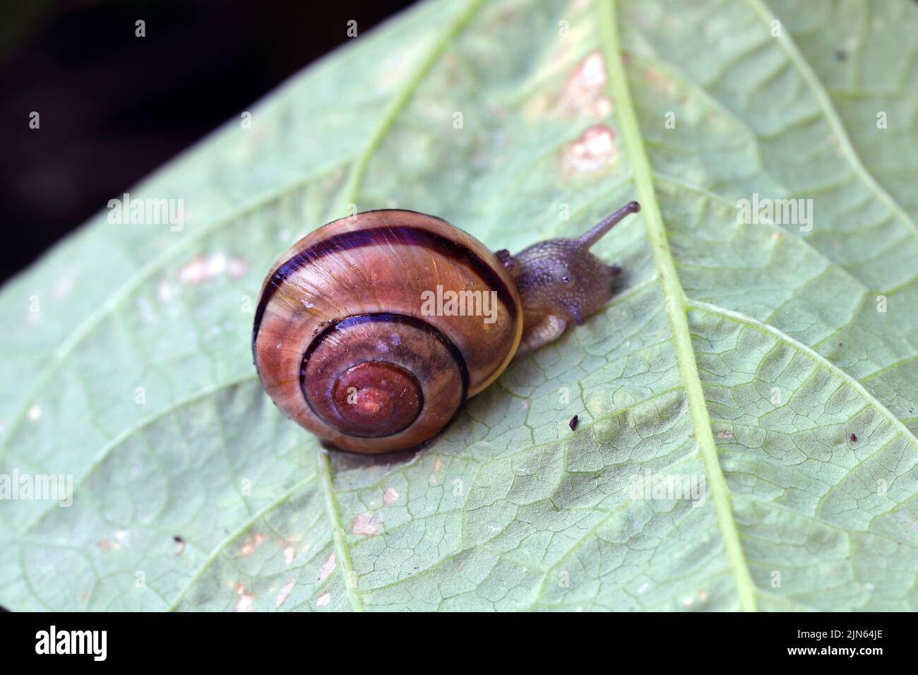 Eine hochfarbige Form einer dunklen, mit einem Lippband umspulten Schnecke Cepaea nemoralis. Stockfoto