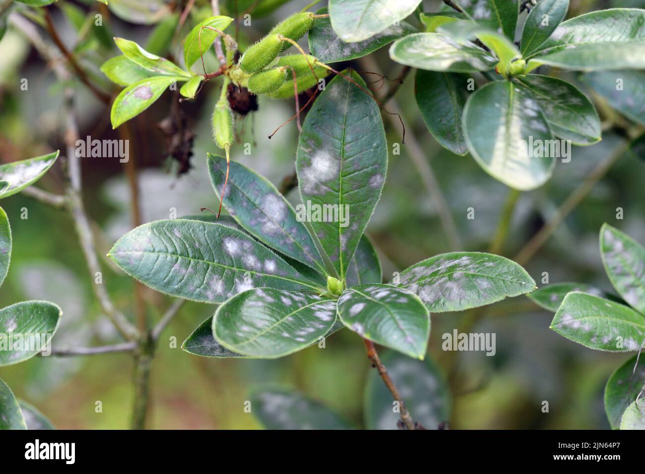 Rhododendron, Azaleen. Blätter mit Symptomen von Pilzerkrankungen