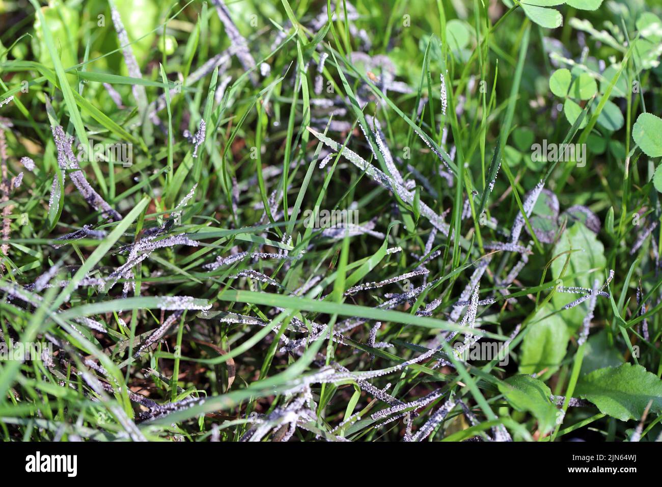 Pilze überwuchsen den Rasen. Polen. Stockfoto