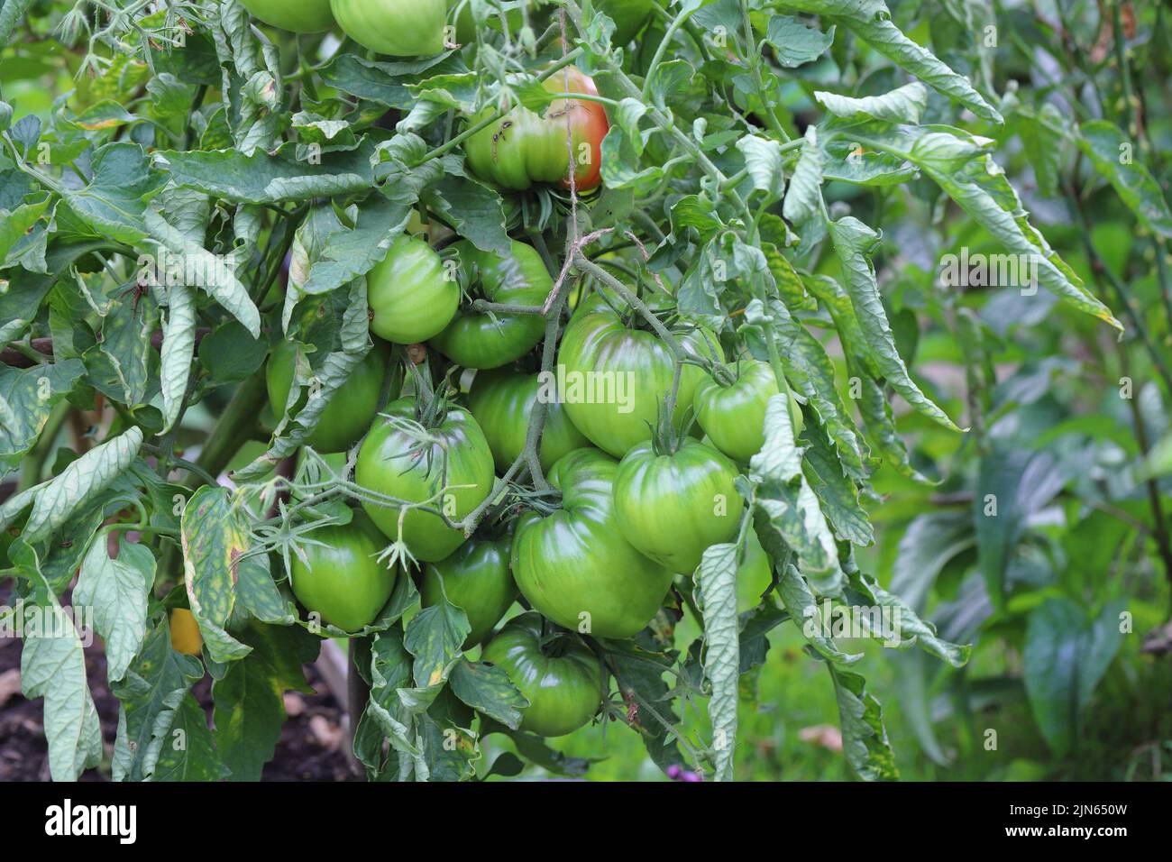 Grüne Tomaten im Garten. Amateur-Gemüse wächst im Garten zu Hause. Stockfoto