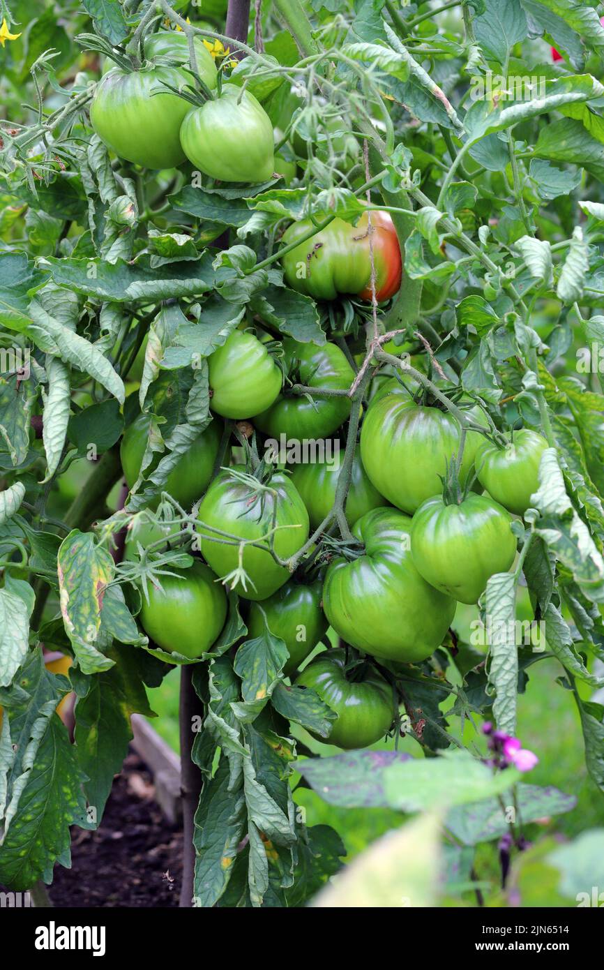 Grüne Tomaten im Garten. Amateur-Gemüse wächst im Garten zu Hause. Stockfoto