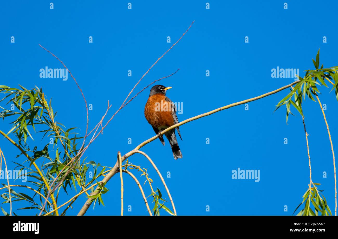 Rotbrustiger Robin, Turdus migratorius, thront auf einem Ast am blauen Himmel Stockfoto