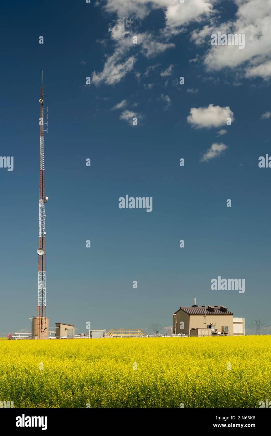 Kommunikationsantenne, die ländliche Internetverbindungen mit einer Versorgungsstation auf einem blühenden gelben Senfkornfeld in Rocky View County Alberta Canada bereitstellt. Stockfoto