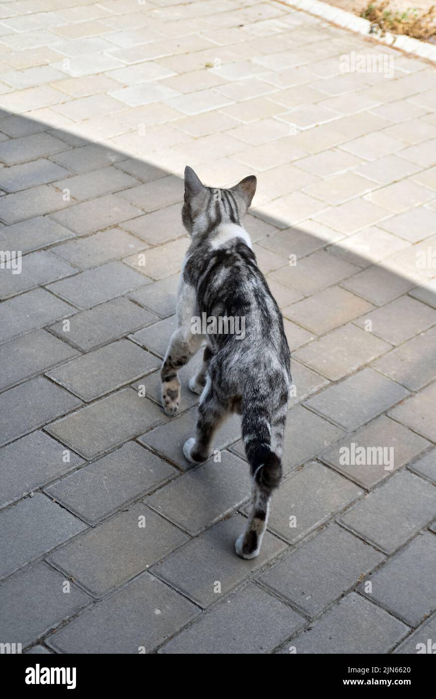 Eine junge Landkatze, die auf dem Hinterhof seine Runden dreht Stockfoto