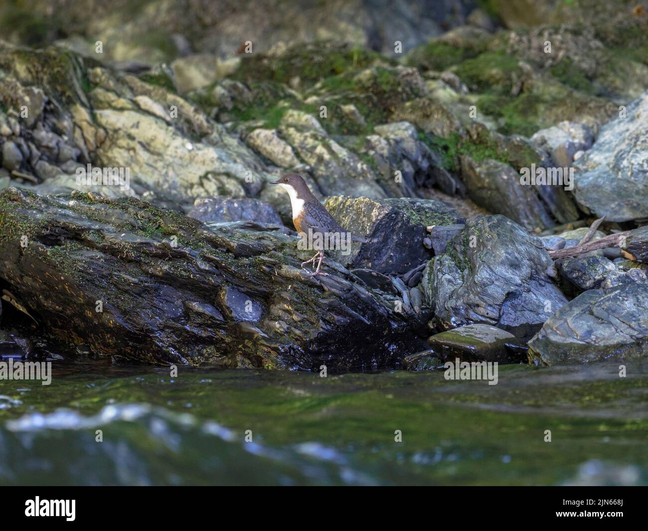 Dipper Vögel füttern entlang des Flusses Teifi, Wales Stockfoto