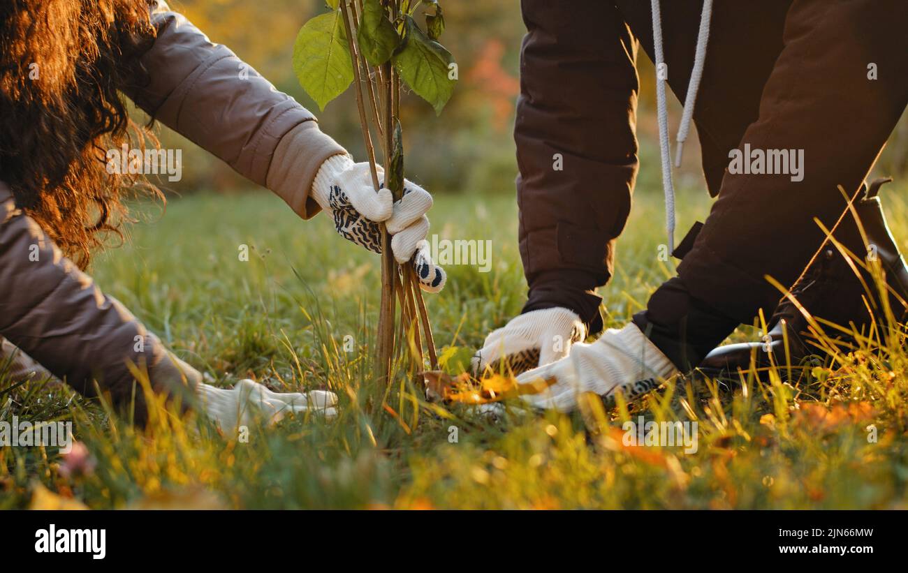 Nicht erkennbare Gruppe Menschen Aktivisten Pflanzen Bäume im Herbst Park befruchten Boden arbeiten Verbesserung der Umwelt Pflege Verbesserung natürliche Pflanzen schützen Stockfoto