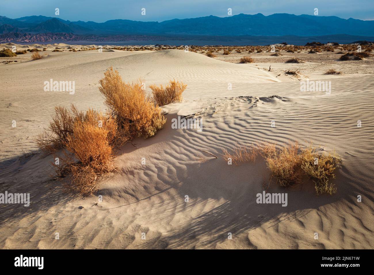 Mesquite Flat Sand Dunes erstrecken sich kilometerlangen lang auf dem Boden des Death Valley National Park im Osten Kaliforniens. Stockfoto