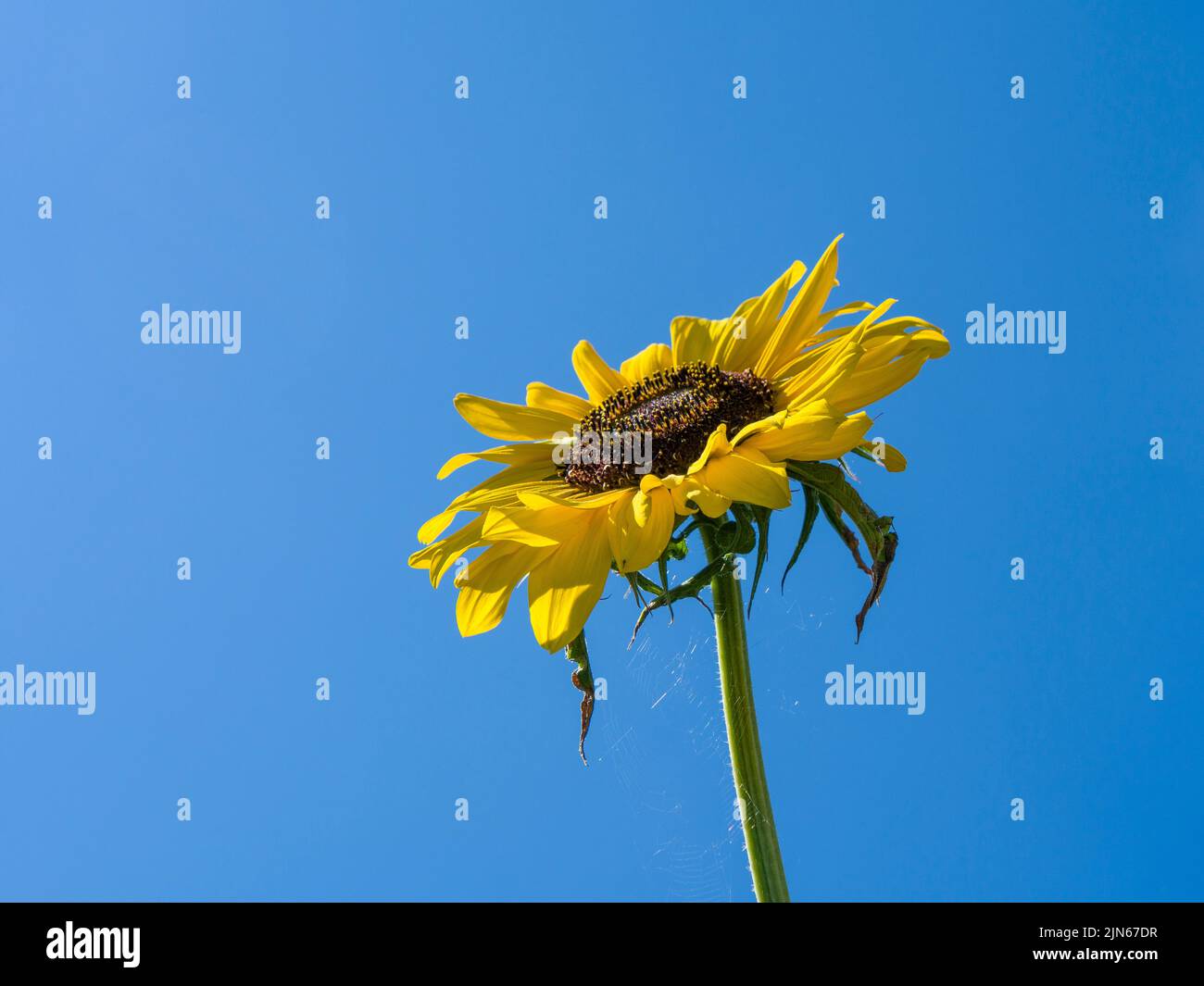 Eine einzelne Sonnenblume Hallo (Helianthus annuus) kultivierte Blume gegen einen klaren blauen Himmel in der Sommersonne. Stockfoto