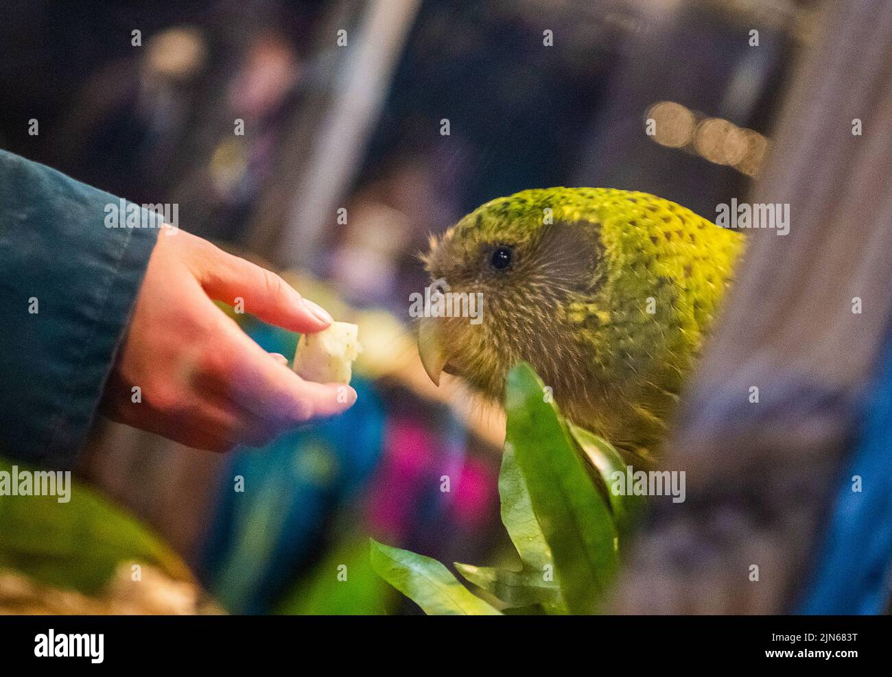 (220809) -- WELLINGTON, 9. August 2022 (Xinhua) -- das am 13. September 2018 aufgenommene Aktenfoto zeigt einen Kakapo im Orokonui Ecosanctuary in Dunedin, Neuseeland. Die Population von Neuseelands vom Aussterben bedrohten fluglosen Papageien, Kakapo, ist in der Brutsaison 2022 von 197 auf 252 angestiegen. (Foto von Yang Liu/Xinhua) Stockfoto