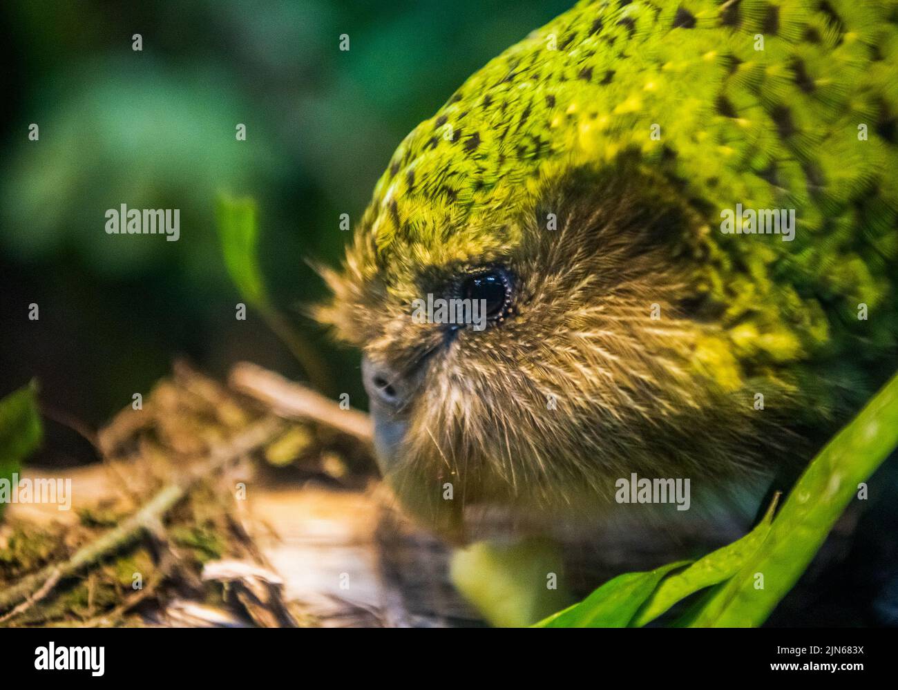 (220809) -- WELLINGTON, 9. August 2022 (Xinhua) -- das am 13. September 2018 aufgenommene Aktenfoto zeigt einen Kakapo im Orokonui Ecosanctuary in Dunedin, Neuseeland. Die Population von Neuseelands vom Aussterben bedrohten fluglosen Papageien, Kakapo, ist in der Brutsaison 2022 von 197 auf 252 angestiegen. (Foto von Yang Liu/Xinhua) Stockfoto