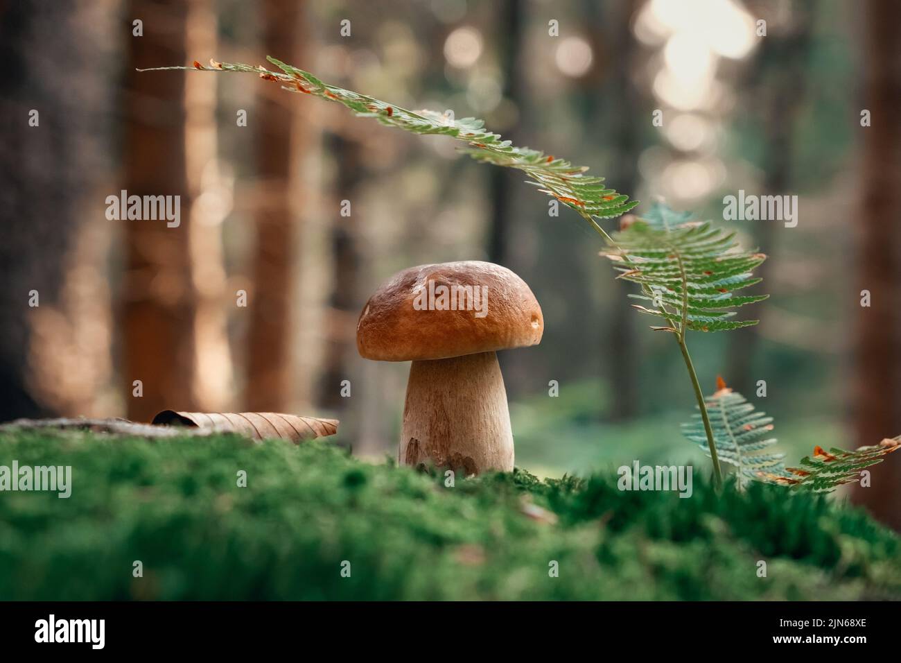 Pilz. Steinpilzen auf Moos. Boletus edulis im Wald Stockfotografie - Alamy