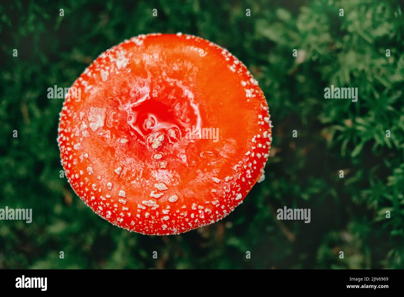 Roter pilz wald Fotos und Bildmaterial in hoher Auflösung Alamy