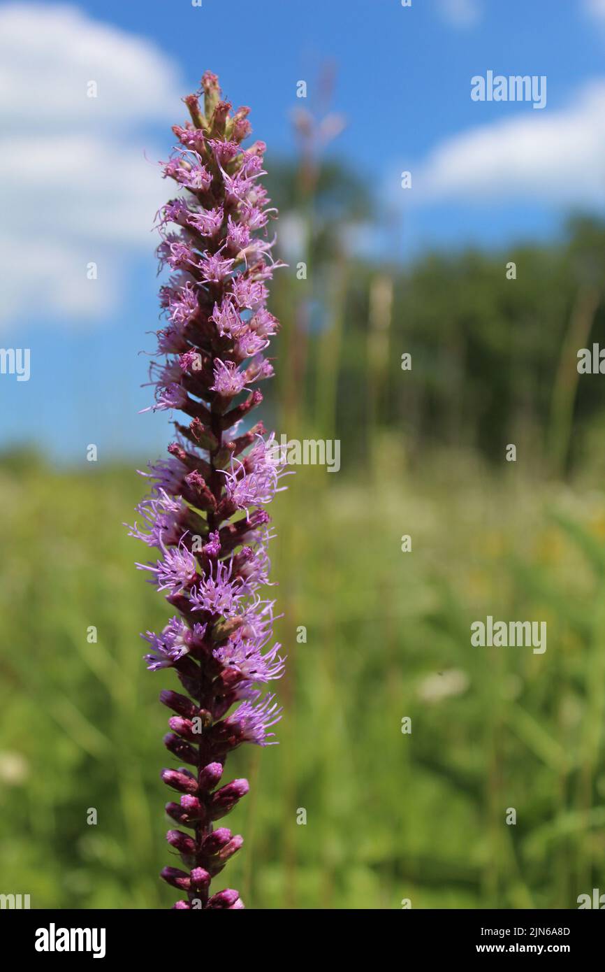 Nahaufnahme eines präriestrahlenden Sterns mit blauem Himmel im Hintergrund in Somme Prairie Grove in Northbrook, Illinois Stockfoto