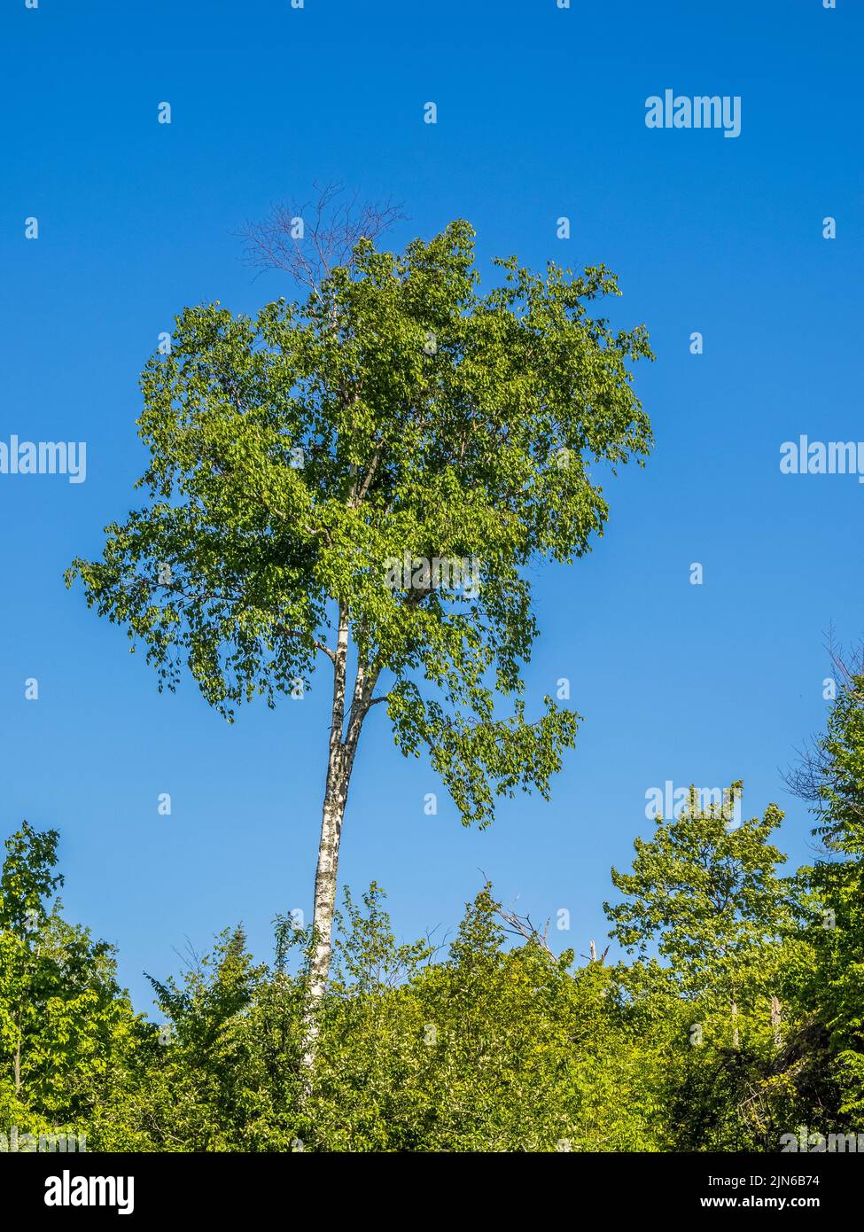 Im Sommer rast ein einziger Baum über dem Rest der Bäume in einem blauen Himmel Stockfoto