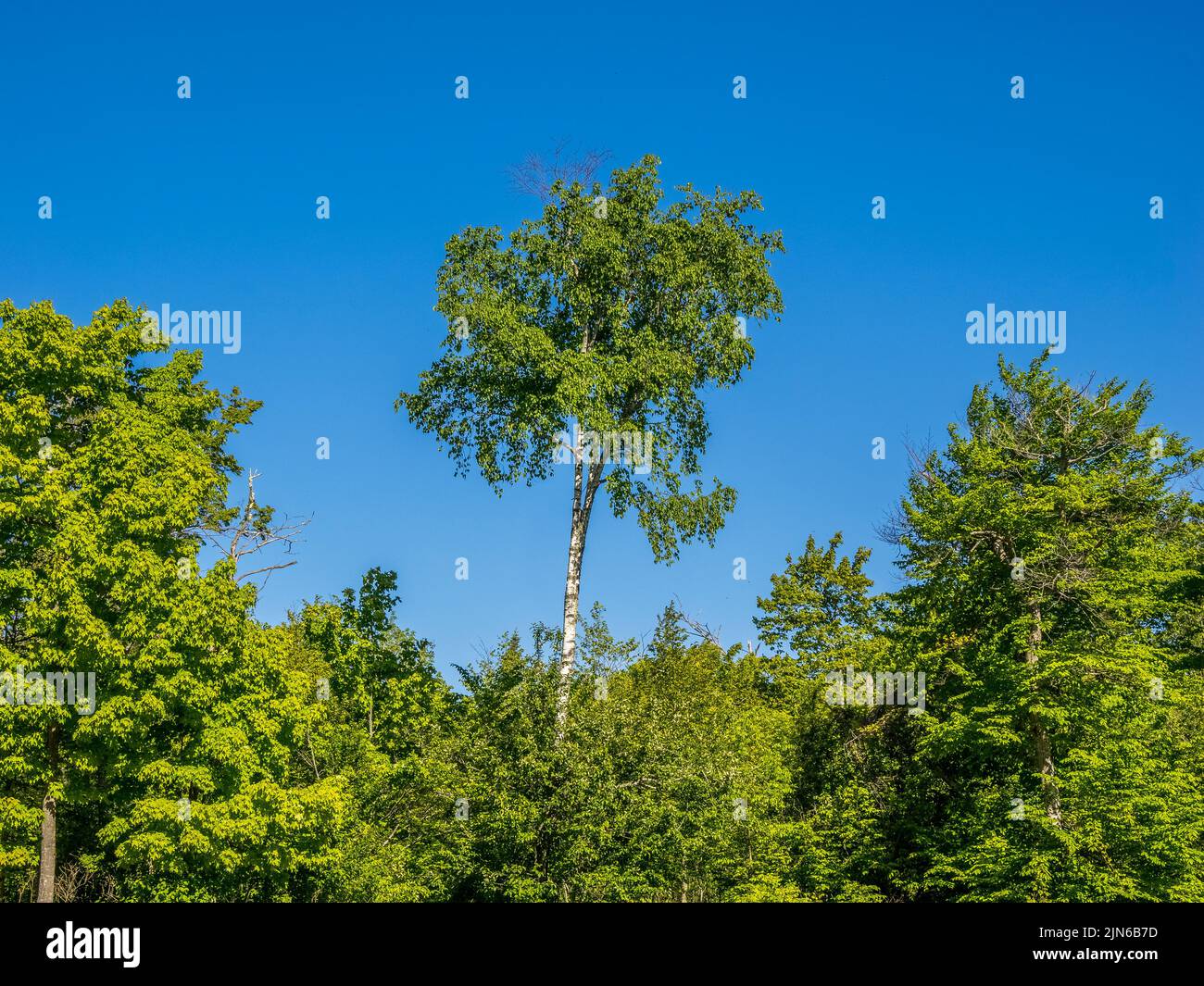 Im Sommer rast ein einziger Baum über dem Rest der Bäume in einem blauen Himmel Stockfoto